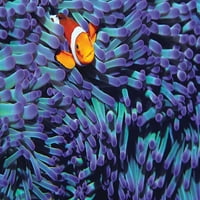 Morska anemona i riba klaun 1, svezak slagalice