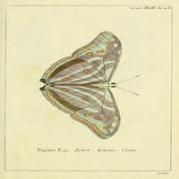 Naturgeschichte des thierreichs Papilio ecu Poster tisak Daniel Sotzmann