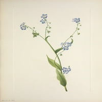 Plakat američko divlje cvijeće: zaboravi-ne Marije V. Volcott