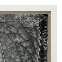 Kate i Laurel Sylvie Fern i listovi crno -bijela priroda Photo Printins na uokvirenom platnu zidne umjetnosti,