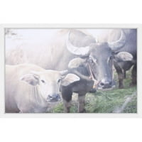 Marmont Hill znatiželjne krave gravura s uokvirenom slikom